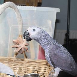 nonarrowboatyet's profile picture. into photography,parrot dogs and the canals hoping to sell up and move onto them