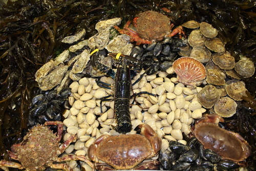 burrenseafoods's profile picture. Lobsters, brown/velvet/spider crab & shrimp caught directly from our own boat!Local mussels clams & oysters! Variety of frozen fish & fresh fish every Saturday!