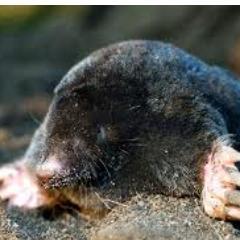 Follow me or just FUCK A FUCKING MOLE.