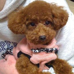 趣味はゲームと音楽とプロレス。愛犬はトイプードル♀。4歳。
普段はトラックの運転手。でも本業はIT 関係。