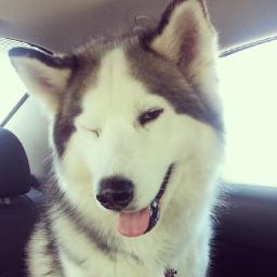 TokubetsuNeko's profile picture. 