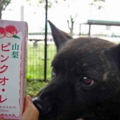 甲斐犬 つくば虎梅荘 Tsukubakoumesou Twitter 甲斐犬 つくば虎梅荘 Tsukubakoumesou Twitter