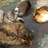 猫軍団のアイコン