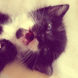 Sou o Mondongo, lindo e feliz!