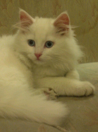 NaghamGhezzawi's profile picture. 