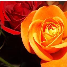 OCCHIVERDIXX's profile picture. 