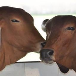 We save, serve and sustain our “GAU MATA”. Provide a well balanced “Vedic Lifestyle” by use of our products made from Panchgavya and Herbs.