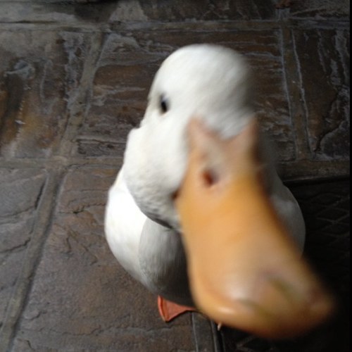 GavinDuck's profile picture. I'm a duck that tweets - get over it - views are my own