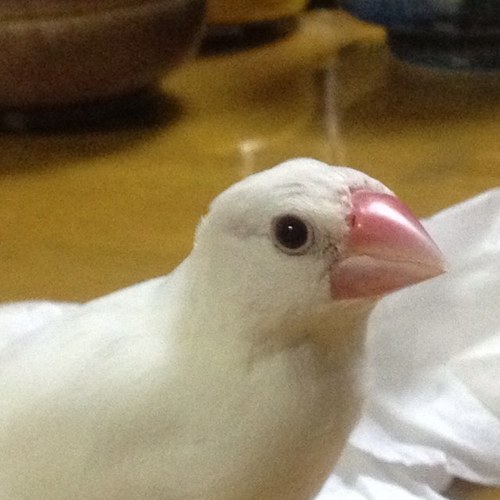 都内の平凡なサラリーマン。でも、心は今だ少年⁉️ 好奇心だけは失いたくない! ジブリ・多肉植物・都電荒川線・猫・北海道・そして東京が大好き !! 三鷹市在住。都内あちらこちらでつぶやきますよ!! フォローは必ず返します。よろしくね (^-^)/~~
