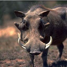 Pour être précis, je suis un phacochoerus africanus aeliani. N'oublions pas que je dégage une très forte odeur de chacal.
