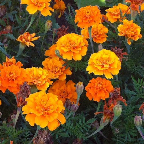 AndreaLaskava's profile picture. 