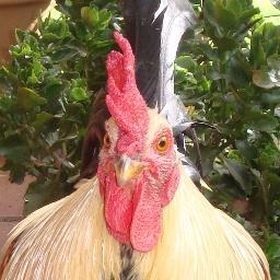 My name comes from my Rooster called Chickensoup. An admirable personality. Ensures his hens are secure and at peace. Also, good coffee, politics and travel.