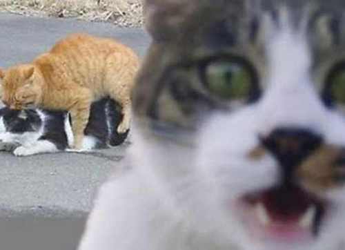 theslorking's profile picture. I like to smell things.