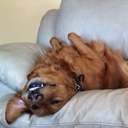 David Hammon - @grumpymutt - Twitter