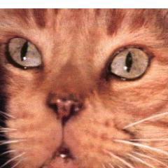 Troll à tête de chat