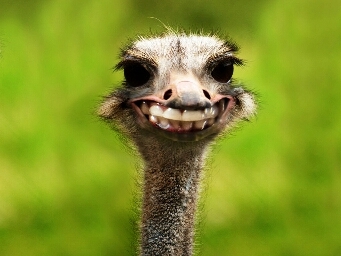 im the most awesom sob youll ever meet, ill make your knees weak