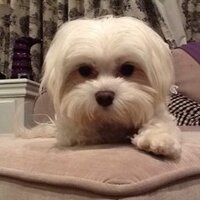 Kier Royal (@kierroyal) 's Twitter Profile