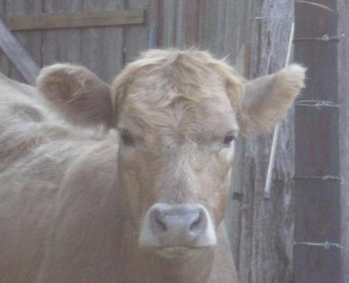 PizzaJunkie09's profile picture. 