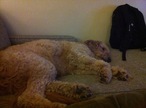 sonoflar's profile picture. 