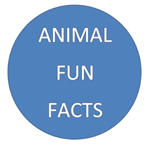 The Next Big Thing! ***Send in your creations to our website*** Created 3/2/13 Follow us on Instagram! @AnimalFunFacts