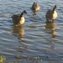 cheryl reich - @reich_cheryl - Twitter