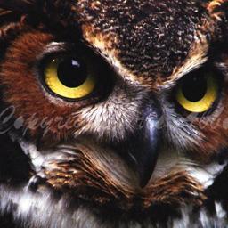 Eye_On_Nature's profile picture. Birder and wildlife photographer.  A biology major who loves nature and animals.  Visit us  https://t.co/xlxWKx8dTS