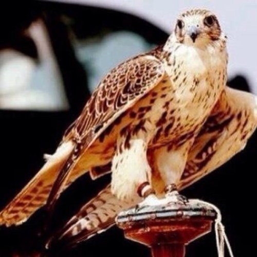 بكالوريوس كيمياء - احب الخصوصيه ولا احب اللقافه ....... اللهم سخر لي من يدعو لي بعد موتي