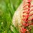 CosbyBaseball's profile image