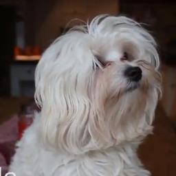 NuvolaMaltese's profile picture. Erm... Me name is Nuvola Saccone Joly.. but peeple call meh Nuvies... i hate Bianca