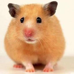 Tiere sind unser Leben! Animals are our lives!