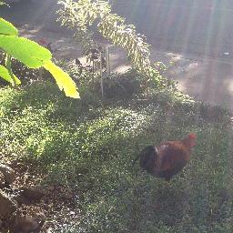 hohenlage's profile picture. SAP professional specializing in AFS, CRM, ERP & IS-Retail - Coder, Skier, Cycler, Rails Newbie...