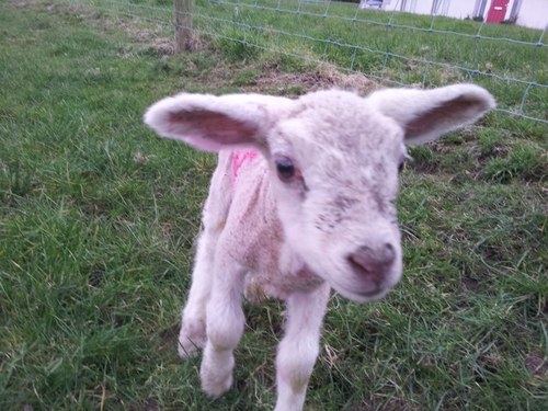 Animal nutritionist passionate about progressive agriculture.Ex Aussie ExPat, working in the dairy industry, mum & back up shepherd. Views my own.