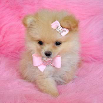I'd love dog. How about you?