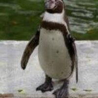 ちゃめる 🐧 🍎🎶 💫🚗💙 (@chameru_san) Twitter profile photo