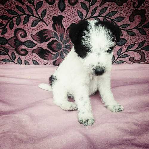 damianalmeida15's profile picture. 