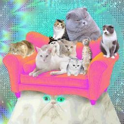 OMG CATSSSSSSSSSSSSSSSS