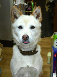 気まぐれで始めました(^_^;)
柴犬ぬこさま好きで、アチコチのツイートふらふら拝見させて頂てます。いまだにシステム等々分からないトコロもあり、突然お邪魔してご無礼お許しください。