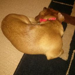 Thapup_Los's profile picture. Losthapup......