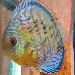 mmcaferoom's profile picture. 初心者でも簡単にディスカス繁殖を目指すサイトです。