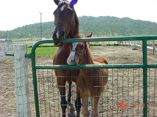 RacingRenee's profile picture. 