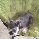 Norma Ferro - @norma_ferro - Twitter