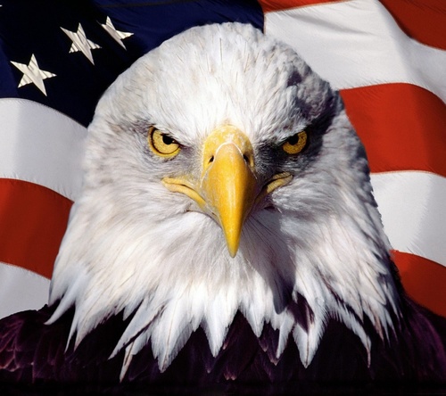 mmaginnis5's profile picture. PRIDE