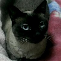 あんすけ (@tuku2009) 's Twitter Profile