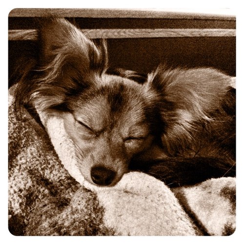 Chorkie with attitude! Model and support staff @4pawscompany farm livin and lovin it