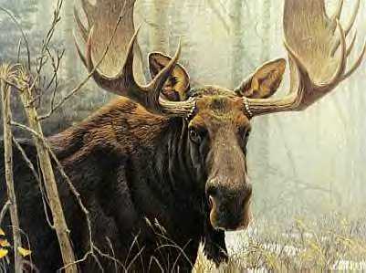 Unlike most other deer species, moose are solitary animals and do not form herds.~Wikipedia 🐉