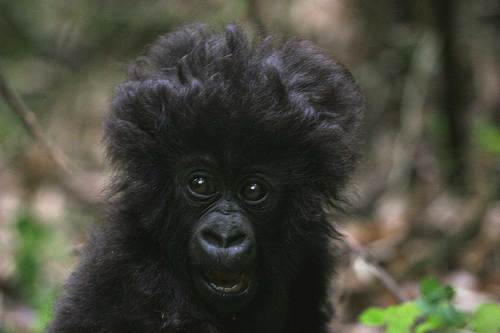 Master mind planner for all kinds of tours in Uganda. Mention the place, and we will take you there. Travel with us and never regret.