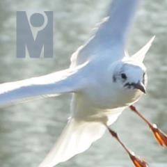 MissInfographie's profile picture. Développeur informatique