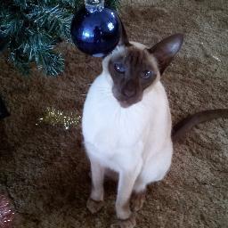Likes horseracing, cats and cooking