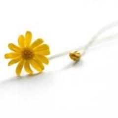 Pathtoheal's profile picture. 