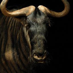 adcl87's profile picture. 